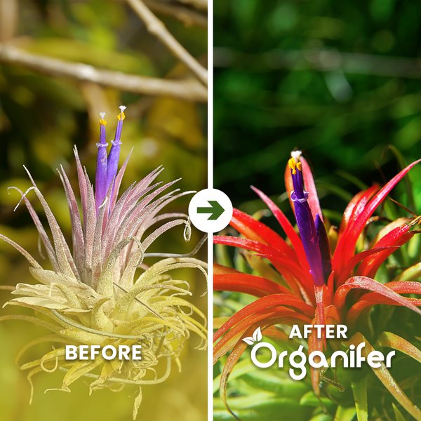 Tillandsia Luftpflanze mit roten Blättern und violetten Blüten, Organifer Logo.