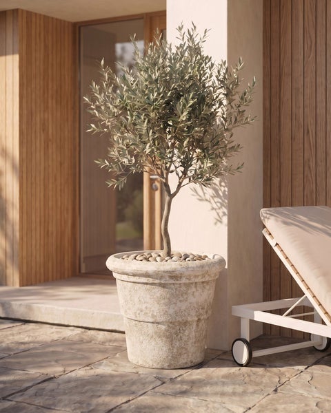 Olivenbaum in rustikalem Pflanzkübel auf heller Terrasse mit Holzfassade und Gartenliege.