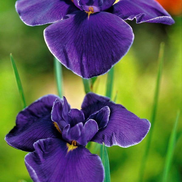 6x Iris 'Kaempferi' – Japanische Schwertlilie – Teichpflanze – Winterhart – ⌀9 cm - ↕20-30 cm