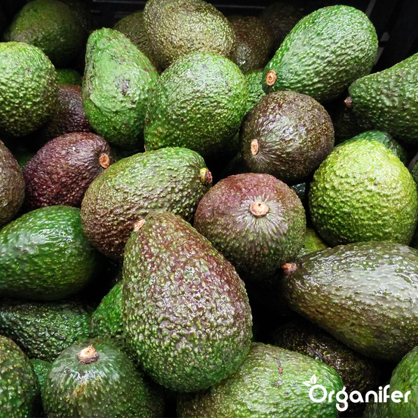 Nahaufnahme von reifen Avocados mit höckeriger Schale und Organifer Logo.