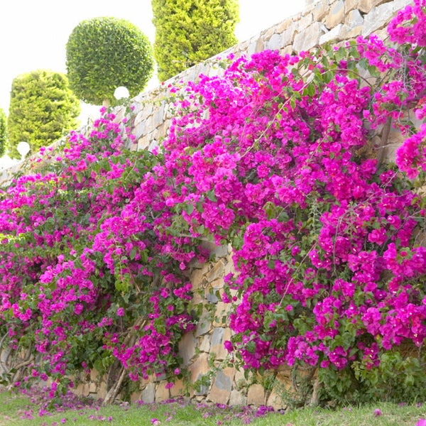 Bloomique - Bougainvillea - Gartenpflanzen - Kletterpflanze - Winterhart - ⌀19 cm - ↕65-75 cm