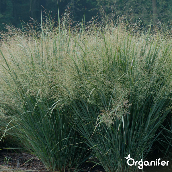 Rutenhirse Panicum virgatum von Organifer im Garten mit feinen Blütenrispen und aufrechtem Wuchs. Organifer Logo.