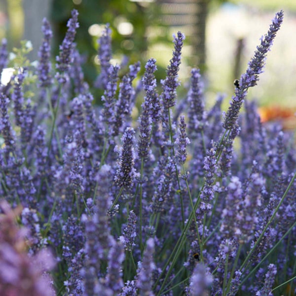 Bloomique - 6er Set - Lavandula Angustifolia - Lavendel Pflanze Winterhart - Duftlavendel - Gartenpflanzen Winterhart - Mehrjährig - Höhe 10-20 cm