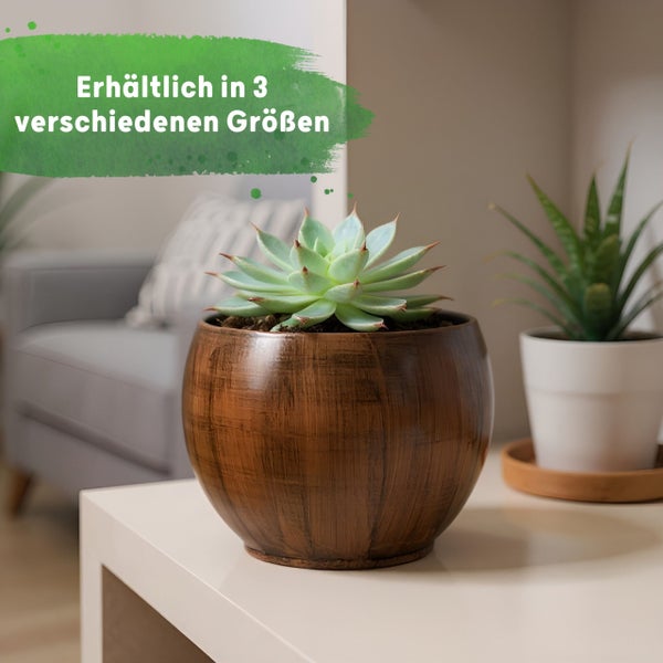 Sukkulente im runden Übertopf mit Holzstruktur, dekoriert auf einem Regal, erhältlich in drei verschiedenen Größen.