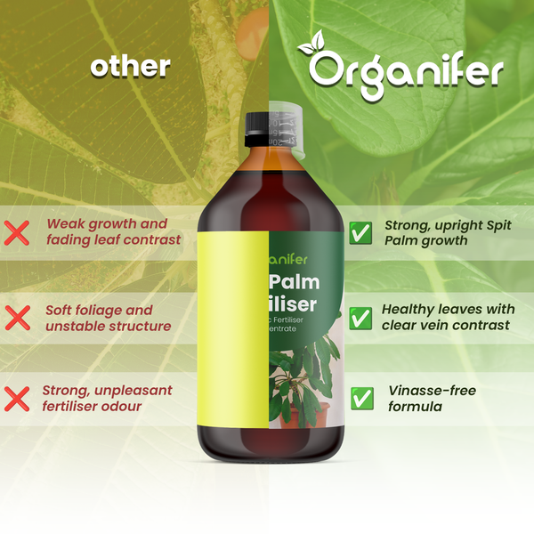 Organifer Logo über einer Flasche Palmendünger. Vergleich zeigt Vorteile: kräftiges Wachstum, gesunde Blätter und vinassefreie Formel.