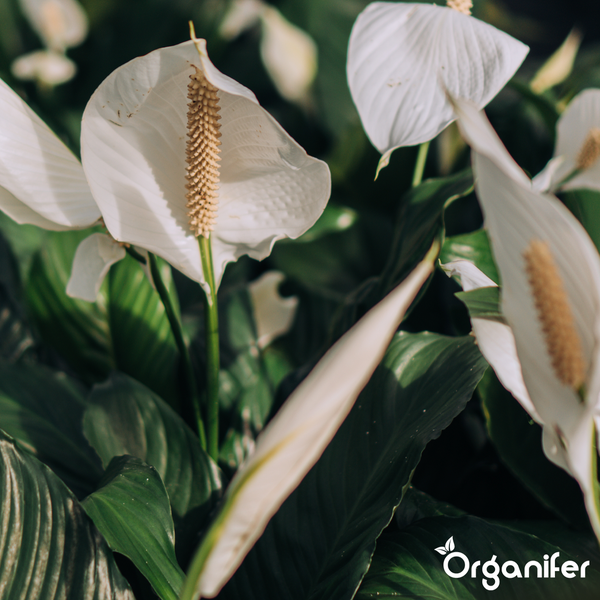 Nahaufnahme eines Einblatts mit weißen Blüten und grünen Blättern, Organifer Logo.