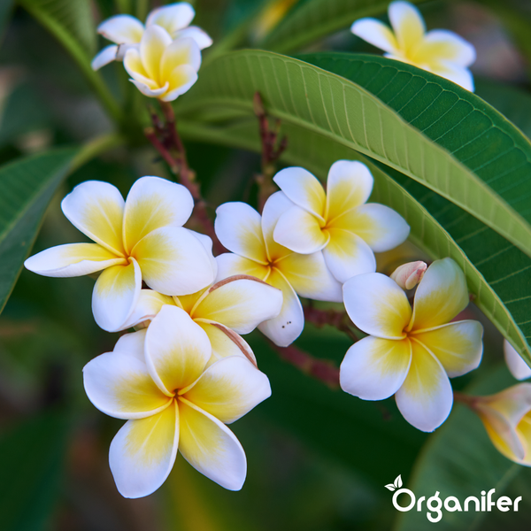 Weiße und gelbe Plumeria-Blüten mit grünen Blättern und Organifer Logo.