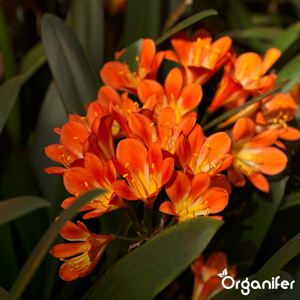 Blühende Clivia miniata mit orangefarbenen Blüten und grünen Blättern, Organifer Logo.