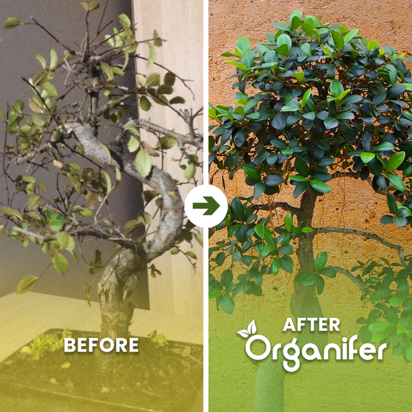 Bonsai-Baum mit gewundenem Stamm in einer rechteckigen Pflanzschale. Organifer Logo.