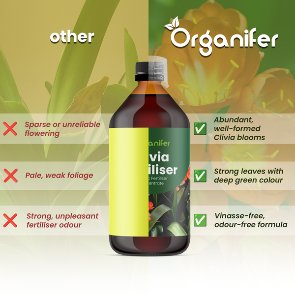 Organifer Logo. Organifer Clivia Dünger im Vergleich zu anderen: Bietet reiche Blüte, kräftige Blätter und eine geruchsneutrale Formel.