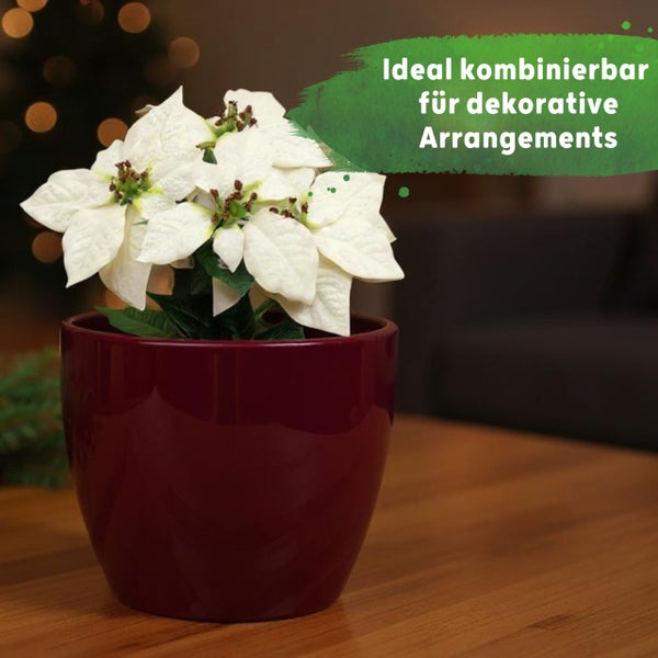 Weißer Weihnachtsstern in einem dunkelroten Keramiktopf auf einem Holztisch, ideal für dekorative Arrangements.