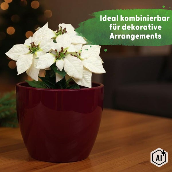 Weißer Weihnachtsstern in einem dunkelroten Keramiktopf auf einem Holztisch, ideal für dekorative Arrangements.