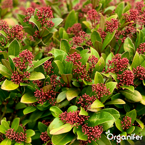Skimmia japonica Strauch mit grünen Blättern und roten Blütenknospen. Organifer Logo.