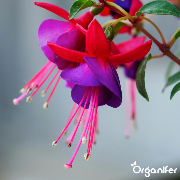 Nahaufnahme einer blühenden Fuchsie mit roten und violetten hängenden Blüten. Organifer Logo.