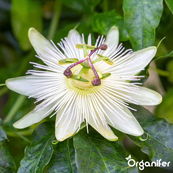 Blühende Passionsblume mit weißen Blütenblättern und filigranem Zentrum, umgeben von grünen Blättern. Organifer Logo.