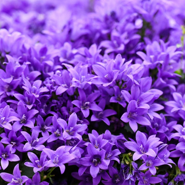 Bloomique - 3er-Set - Campanula Ambella Intense Purple - Glockenblume - Bodendecker - Gartenpflanzen - Winterhart - Tierfreundlich - 10-20 cm Hoch - Topf 10,5 cm