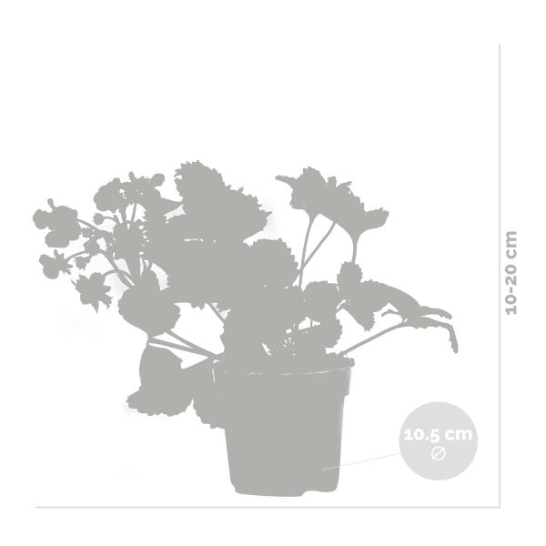 3x Fragaria 'Red Summer Breeze' – Erdbeerstrauch – Pflegeleicht – ⌀10,5 cm - ↕15-20 cm