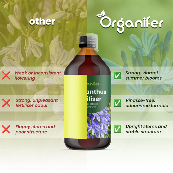 Vergleich von Organifer Agapanthus Dünger mit anderen Produkten, Vorteile wie kräftige Blüten, vinassefreie Formel und stabile Stiele, Organifer Logo.