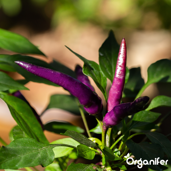 Bündel bunter Chilischoten mit Organifer Logo.
