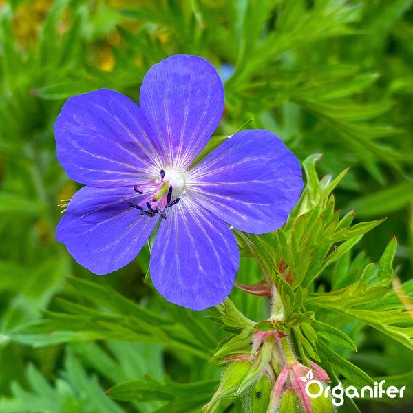 Nahaufnahme einer blauen Geranienblüte mit fünf Blütenblättern und dunklen Adern, umgeben von grünem Laub. Organifer Logo.