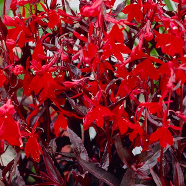 6x Lobelia 'Queen Victoria' - Kardinalblume - Pflegeleicht - Zone 1/2 - ⌀09cm - ↕15-25 cm