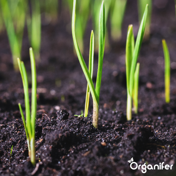 Junge Triebe wachsen aus Gartenerde mit Organifer Logo.