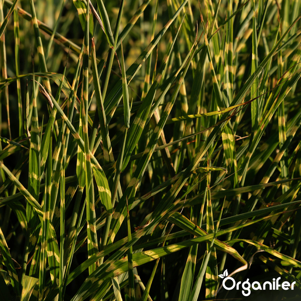 Zebragras Miscanthus sinensis Zebrinus mit quergestreiften Blättern. Organifer Logo.