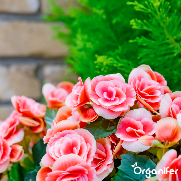 Nahaufnahme von blühenden rosa Begonien mit grünen Blättern vor einer Steinmauer und einer grünen Pflanze. Organifer Logo.