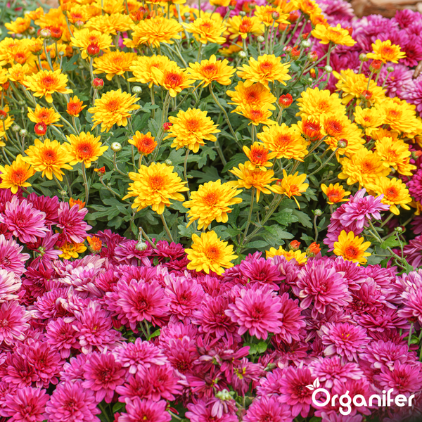 Blühende gelbe und pinke Chrysanthemen in dichter Anordnung mit Organifer Logo.