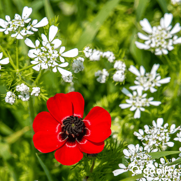 Nahaufnahme einer roten Blume umgeben von kleinen weißen Blüten und grünem Laub. Organifer Logo.
