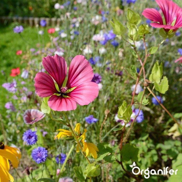 Eine rosa Blüte im Vordergrund einer bunten Wildblumenwiese mit verschiedenen Gartenblumen. Organifer Logo.