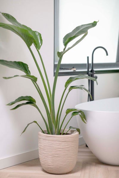 Strelitzia Zimmerpflanze in einem strukturierten Übertopf neben einer freistehenden Badewanne in einem hellen, modernen Badezimmer.
