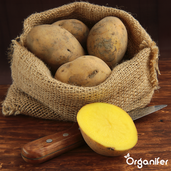 Hängende Blaue Atlaszeder im Gartenbeet