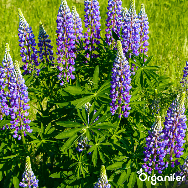 Blaue Lupinen mit fächerförmigen Blättern im Garten, Organifer Logo.