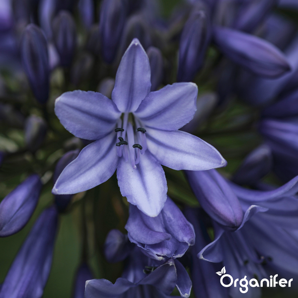Nahaufnahme einer blühenden Schmucklilie Agapanthus mit Organifer Logo.