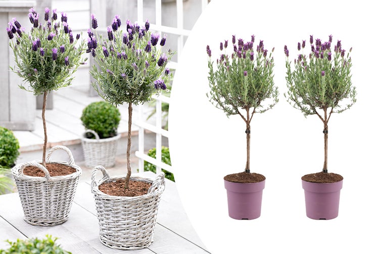 Strandkorb mit Tisch und Getränken im Garten