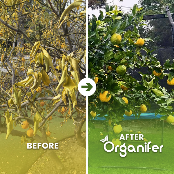 Organifer Logo und Zitrusdünger im Vergleich. Vorteile: gesunde grüne Blätter, aromatisches saftiges Obst und vinassefreie Rezeptur.