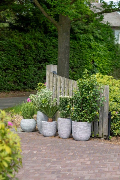 Verschiedene Gartenpflanzen in grauen, geriffelten Pflanzkübeln auf einer Terrasse vor einem Holzzaun und einer grünen Hecke.