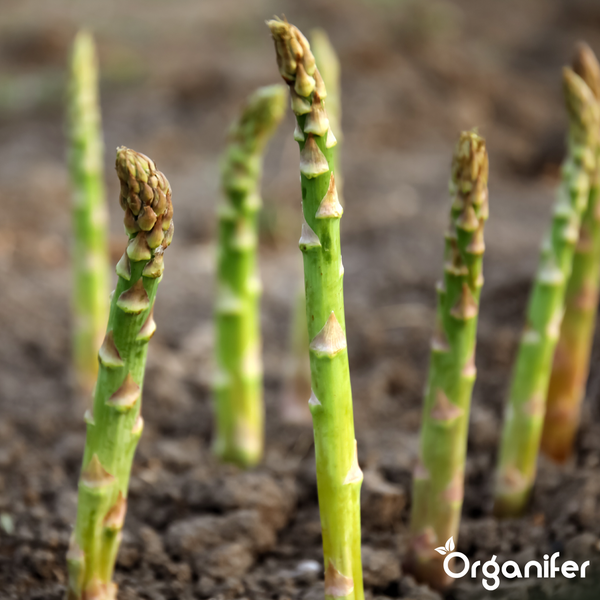 Ein Bund weißer Spargel, zusammengebunden mit einer Bastschleife, auf Holz. Organifer Logo.