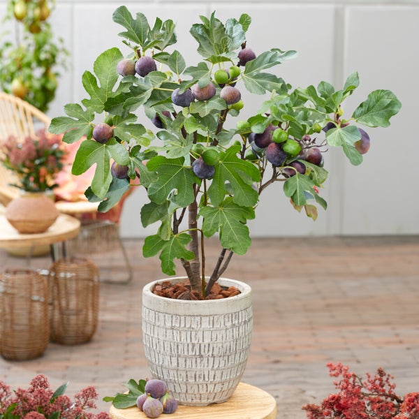 Bloomique - 2x Ficus Carica 'Brown Turkey' - Feigenbaum - Obstbäume - Gartenpflanzen - Winterhart - ⌀14 cm - Höhe 60-70 cm