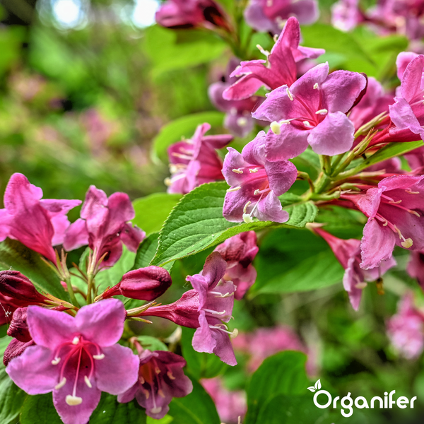 Nahaufnahme einer Weigelie mit zahlreichen rosafarbenen, glockenförmigen Blüten und grünen Blättern. Organifer Logo.