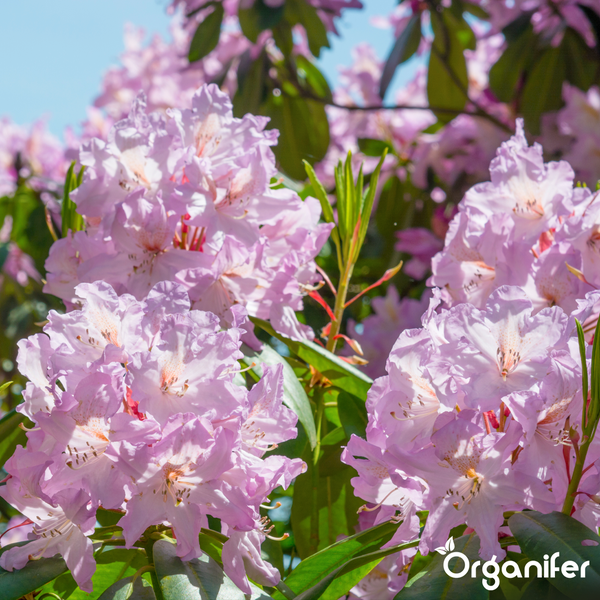 Blühender Rhododendron-Strauch mit hellrosa Blüten und grünen Blättern. Organifer Logo.