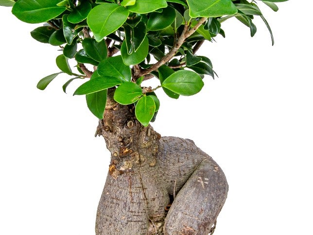 Bloomique - Ficus Ginseng - Bonsai Baum - Zimmerpflanzen - Pflegeleicht - Luftreinigend - Höhe 30-40 cm - Topf 17 cm