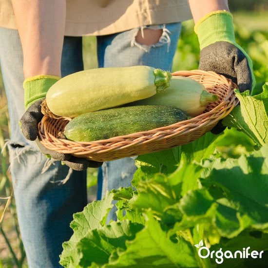 Eine Person hält einen Korb mit Zucchini im Garten.