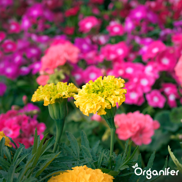 Nahaufnahme von gelben Studentenblumen Tagetes vor einem Hintergrund aus rosa Blüten mit dem Organifer Logo.