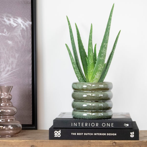 Bloomique - Aloe Vera Pflanze - Zimmerpflanzen - Sukkulenten - Sehr Pflegeleicht - Höhe 25-35 cm - Topf 10,5 cm