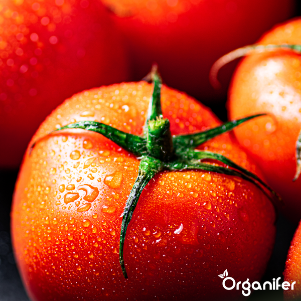 Frische Tomaten mit Wassertropfen und Organifer Logo.