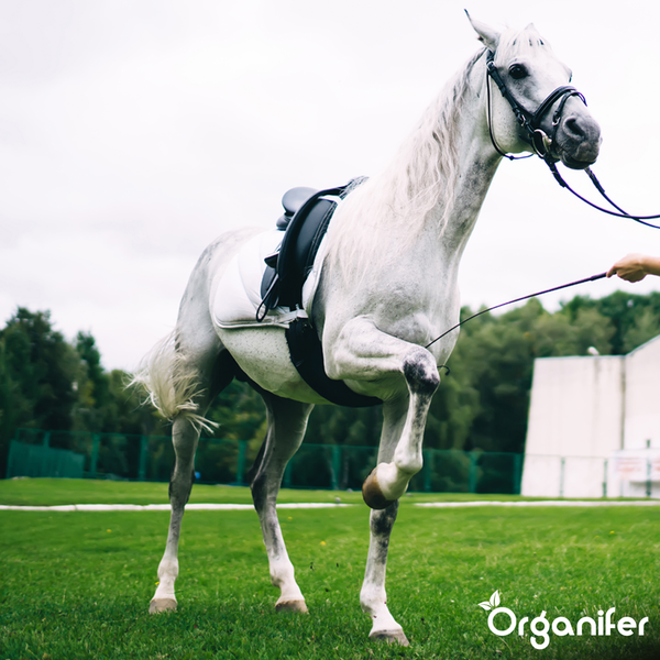 Weißes Pferd mit Sattel und Zaumzeug auf einer Wiese