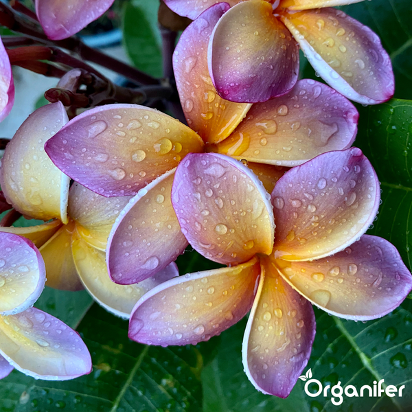 Nahaufnahme von Plumeria-Blüten mit Wassertropfen. Organifer Logo.