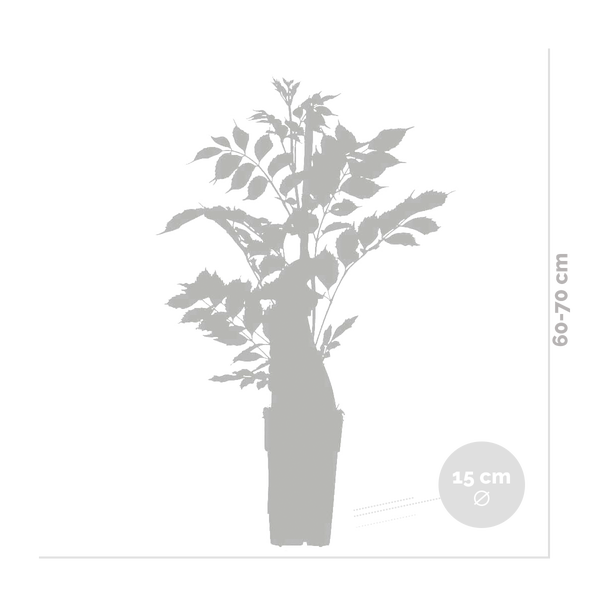 Bloomique - 2er-Set - Wisteria Floribunda Alba - Blauregen Kletterpflanze - Weiß - Kletterpflanzen - Gartenpflanzen - Winterhart - 50-70 cm Hoch - Topf 15 cm
